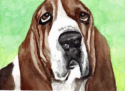 basset hound portrait