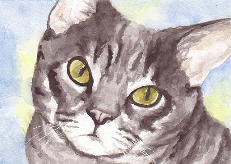 gray tabby cat portrait